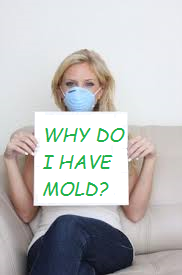 mold lady